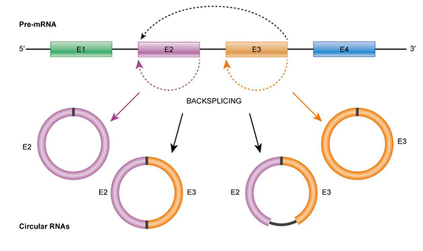 RNA diagram